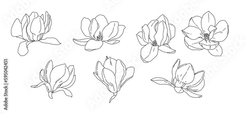 Magnolia flower blooming art. Hand drawn realistic detailed vector illustration. Black and white clipart collection.