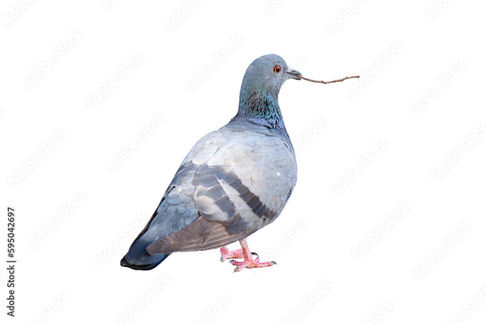 Obraz premium A pigeon carries a branch to make a nest. isolated on white background animals on a white background