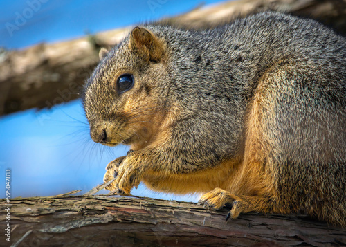 Fox Squirrel out on a limb!