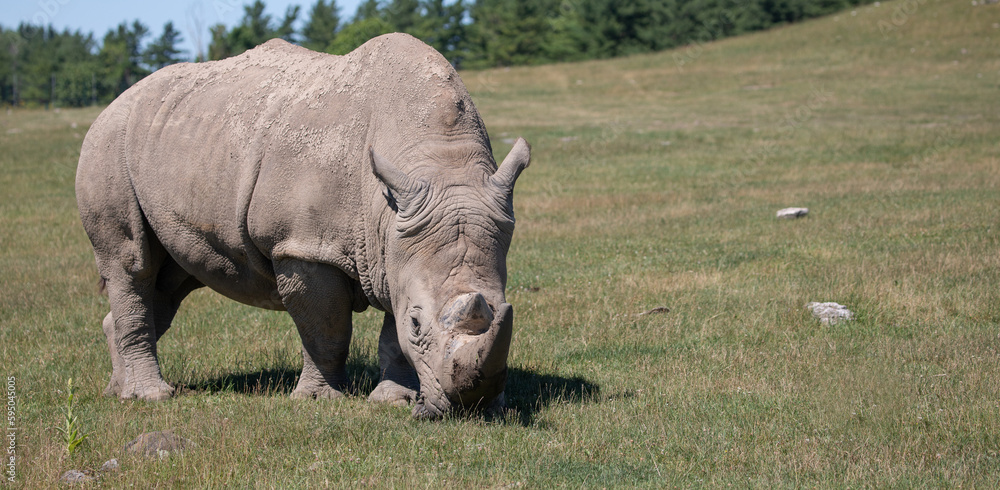 Obraz premium Rhino, Nature's Tank. The Unstoppable Force of the Rhinoceros Grazing on Grass. Wildlife Photography. 