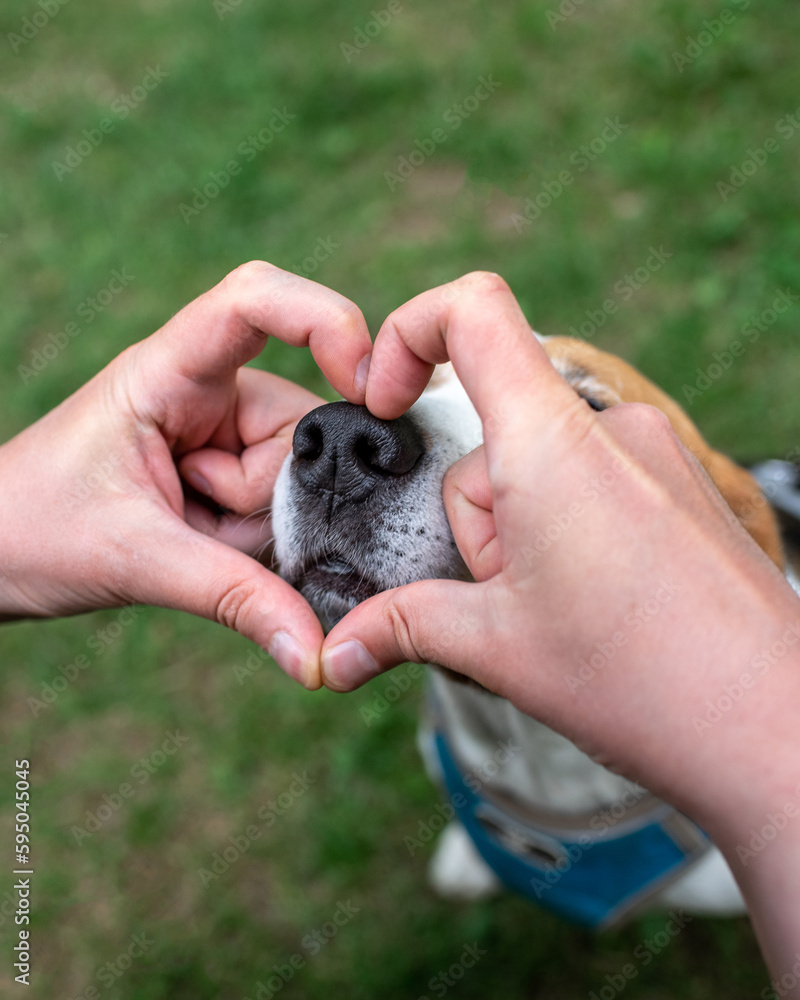 Man folded his fingers in a heart shape around his dog's nose. Cute beagle and his owner. Friendship of dog and man.