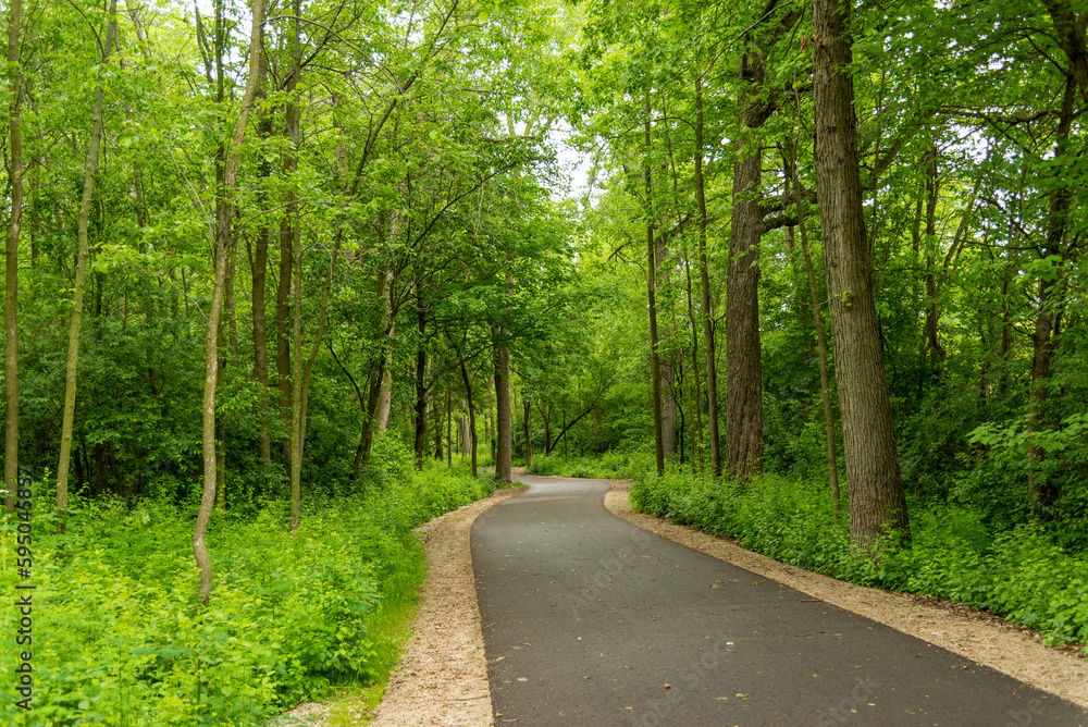 A Path Winding Through The Woods In Summer A Path Winding Through The Woods In Summer