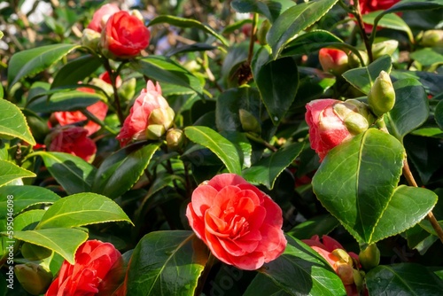 The ornamental shrub camelia with pink-red flowers and evergreen leaves  in Spring sunshine