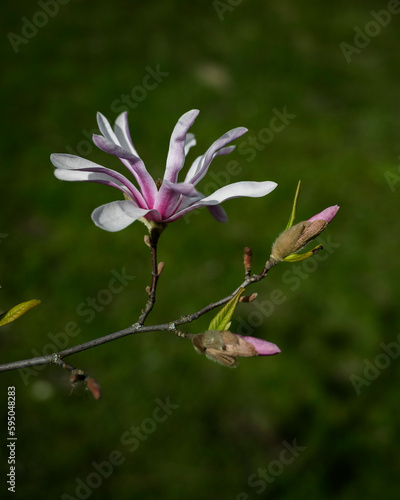 blooming magnolia in the park