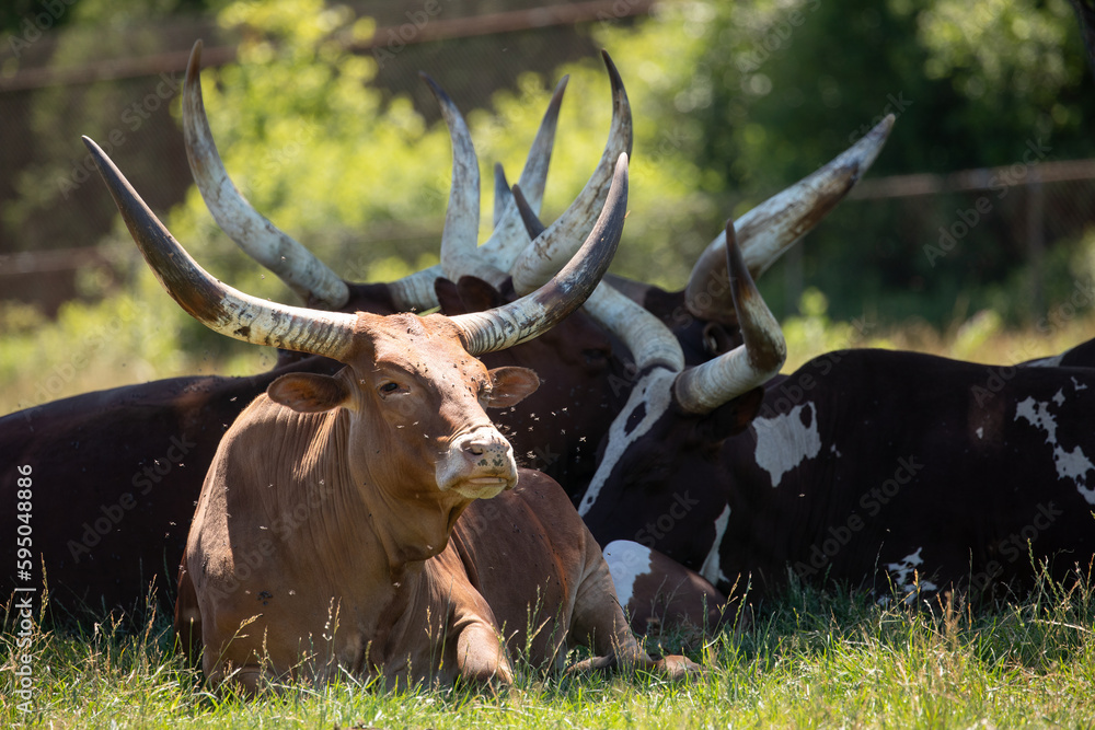 Texas Longhorns Cattle, Surviving the Heat of Summer. Photography. Texas Longhorns Cattle, Surviving the Heat of Summer. Photography.