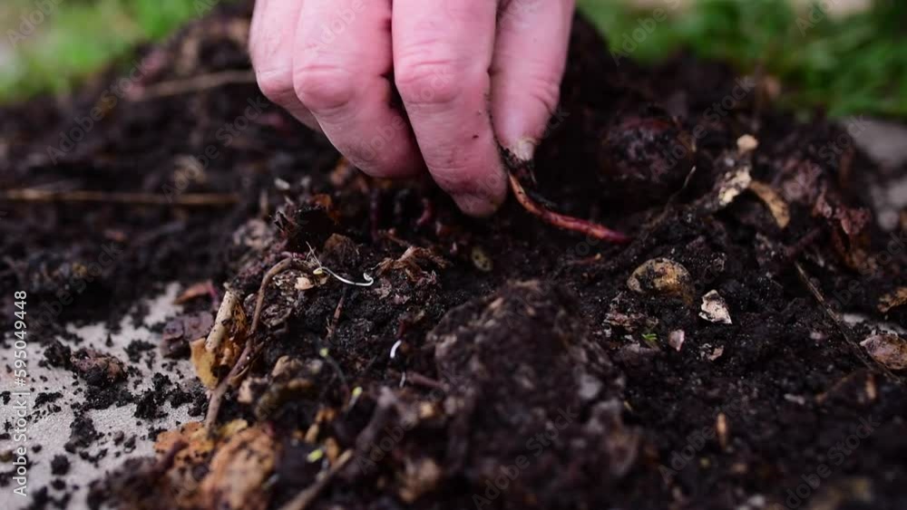 A fisherman takes earthworms out of the ground for fishing A fisherman takes earthworms out of the ground for fishing