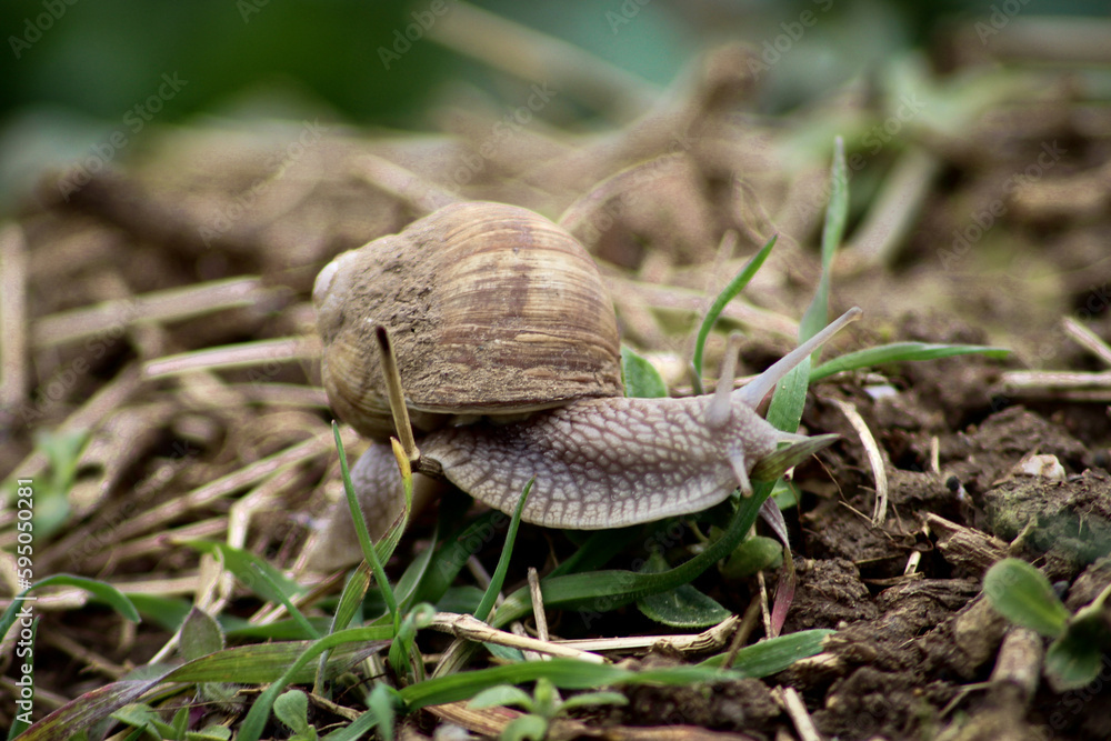 Obraz premium Snail in Nature