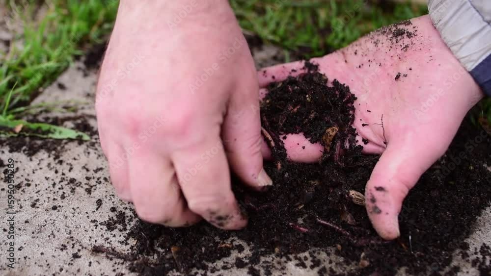 Earthworms for catching fish lie in the hand of a fisherman Earthworms for catching fish lie in the hand of a fisherman