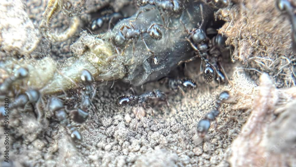 Insect ants try to move the prey caterpillar close-up. Black garden ...