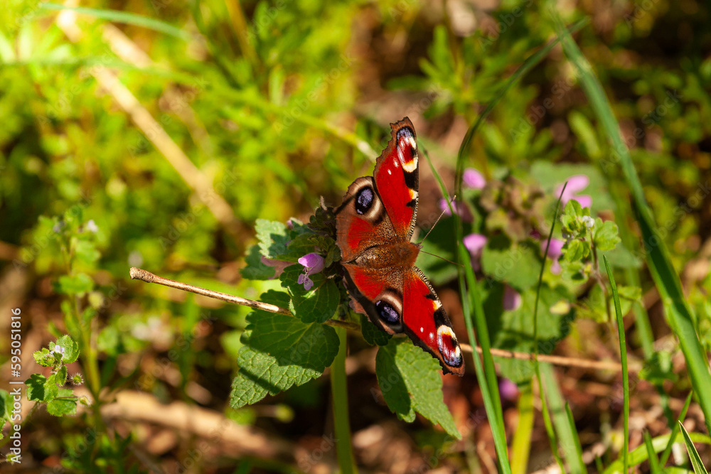 Motyl na kwiatach wiśni