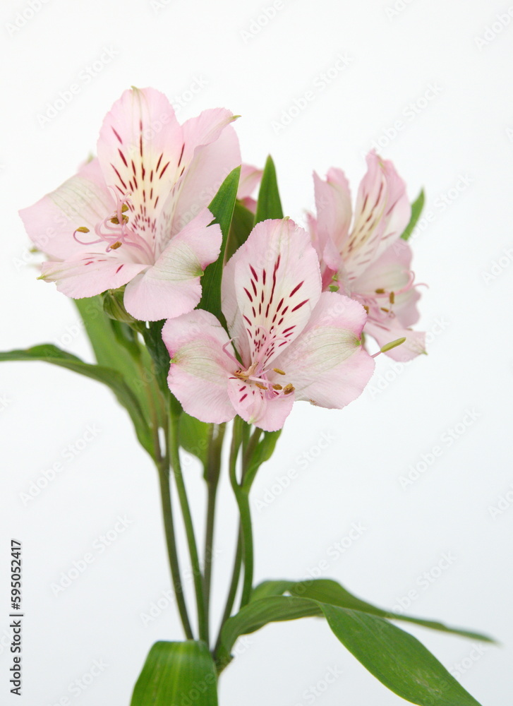 Pink Alstroemeria, commonly called the Peruvian lily or lily of the Incas, genus of flowering plants in the family Alstroemeriaceae, pink flowers on grey background Pink Alstroemeria, commonly called the Peruvian lily or lily of the Incas, genus of flowering plants in the family Alstroemeriaceae, pink flowers on grey background