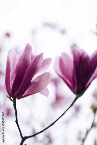 Macro shot of magnolia flowers with water drops.