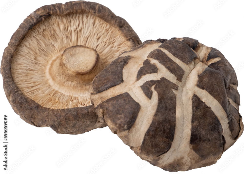 Fotografie shitake mushroom cut out on transparent background.