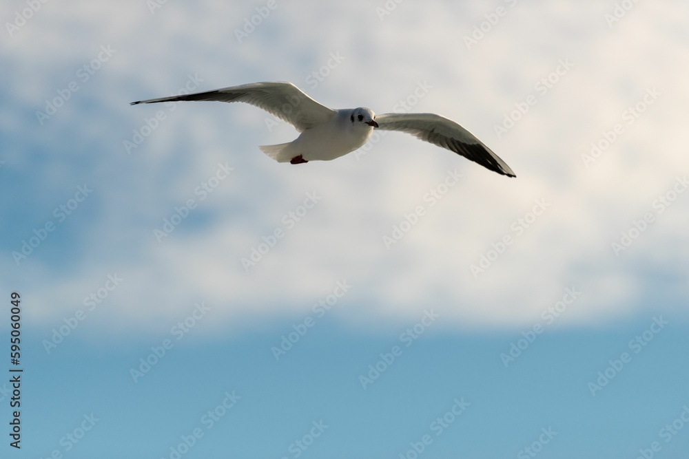 Fototapeta premium Low angle shot of a seagull flying under a blue cloudy sky