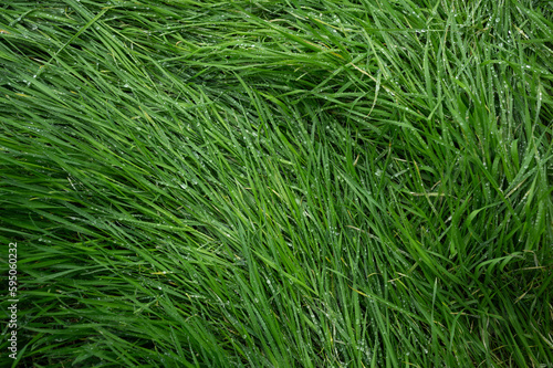 detailed close up of green grass background