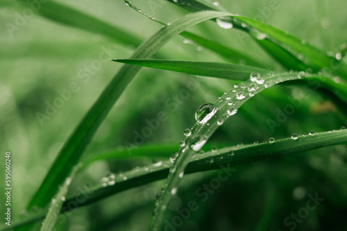 Large beautiful drops of rain water on a green leaf grass macro