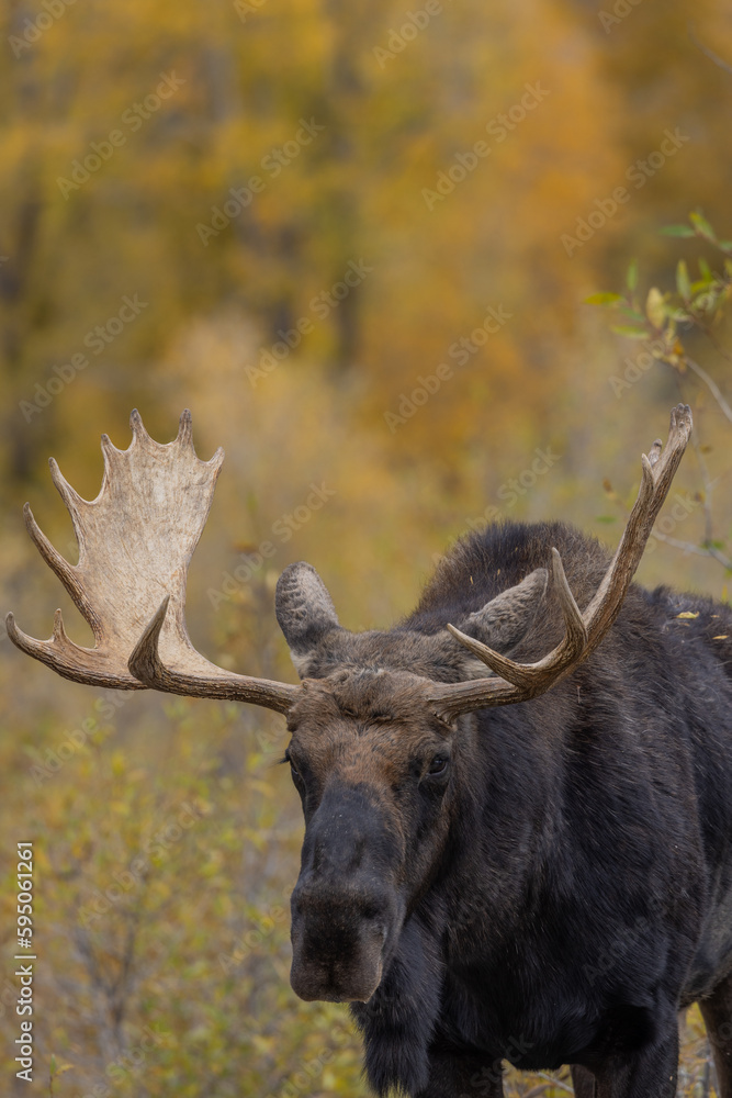 Bull Shiras Moose During the Fall Rut in Wyoming Bull Shiras Moose During the Fall Rut in Wyoming