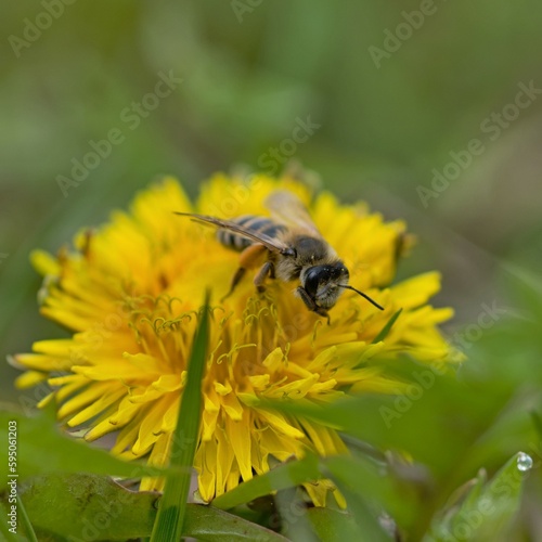 Bee (Apis mellifera) at work on a flower in spring.