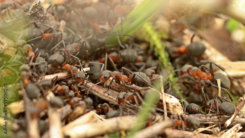 Obraz na plátně Nest der Großen Wiesenameise (Formica pratensis).