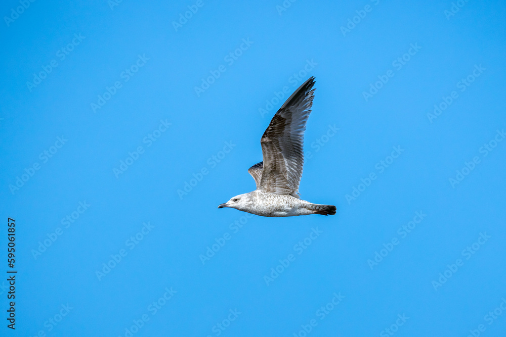A ring-billed gull flies in blue sky A ring-billed gull flies in blue sky