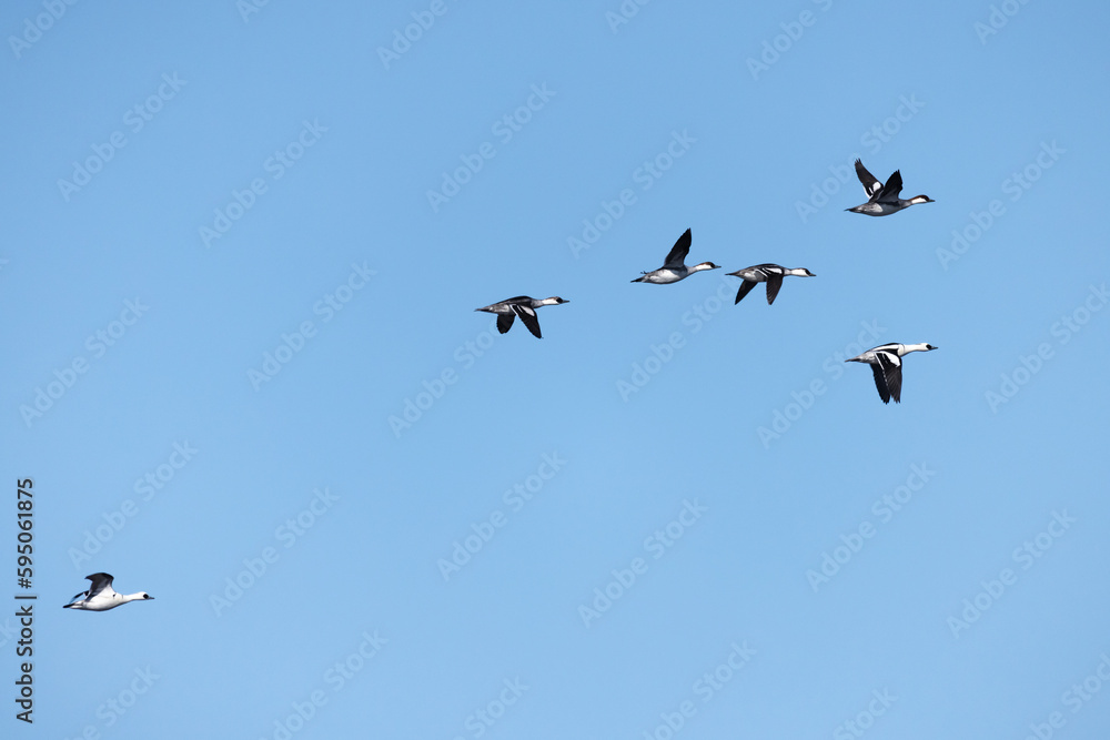 A flock of smew ducks flies in the blue sky