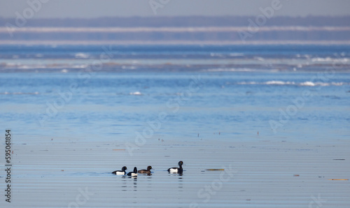 Tufted duck and chicks swim in the water