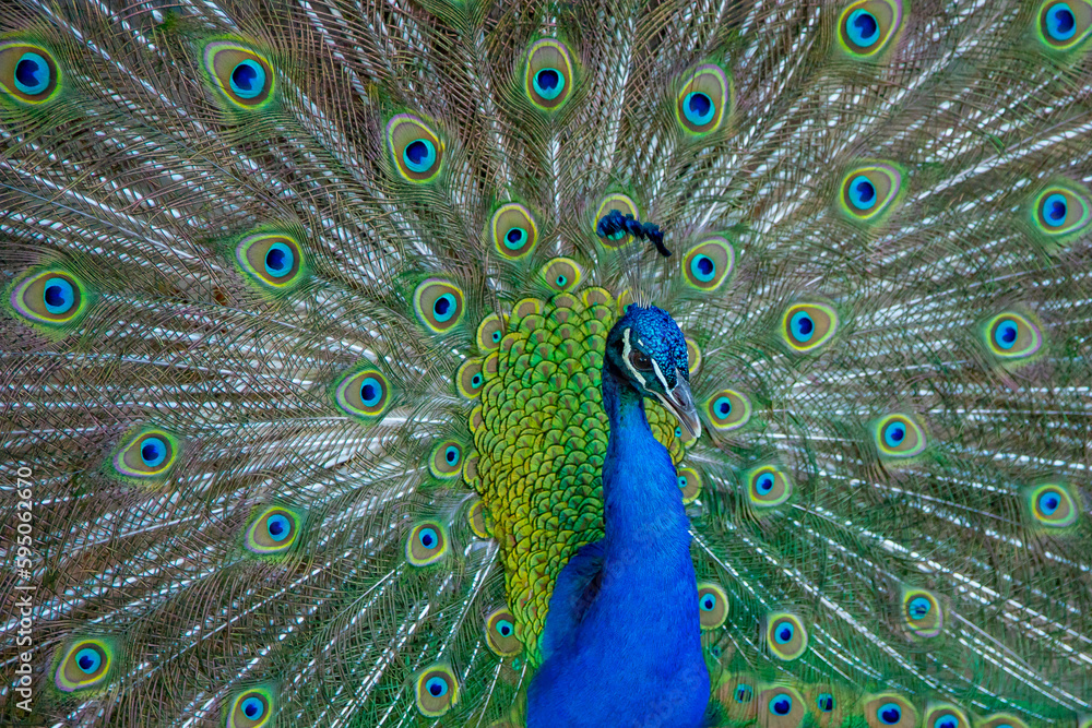 Obraz premium Pavo Real