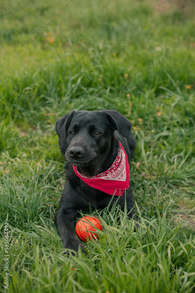 portrait of black labrador with red neckpiece portrait of black labrador with red neckpiece