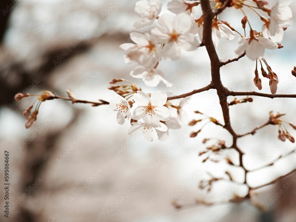Closeup of apricot trees blossoming in a garden on a sunny day in spring Closeup of apricot trees blossoming in a garden on a sunny day in spring