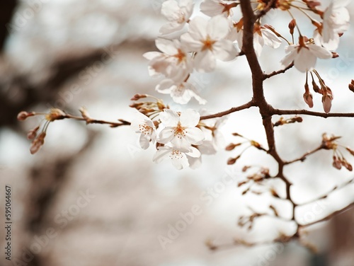 Closeup of apricot trees blossoming in a garden on a sunny day in spring