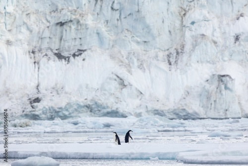 Stunning view of two Adelie penguins on an icy floating sea, with a majestic glacier in the background in Antarctica