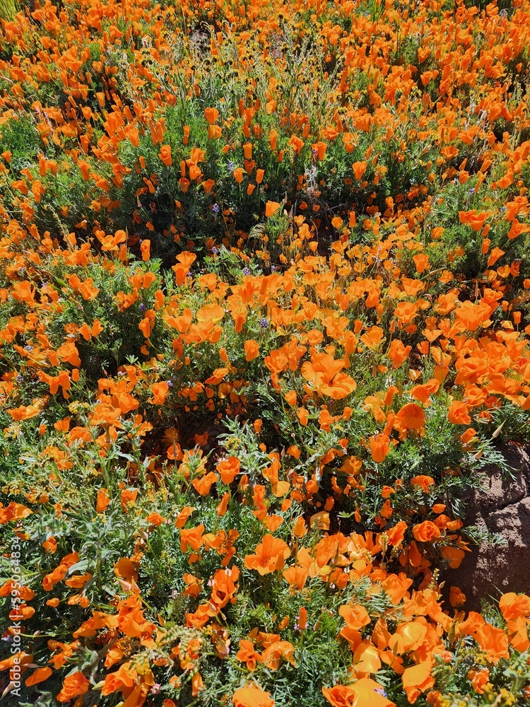 Landscape of colorful California Poppies in Antelope Valley Poppy Preserve, April 2023