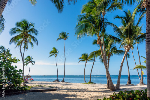 Dominican Republic Punta Cana, beautiful Caribbean sea coast with turquoise water and palm trees © ArturSniezhyn