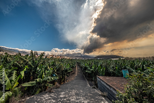 Entre las plantaciones de los plátanos de Canarias photo