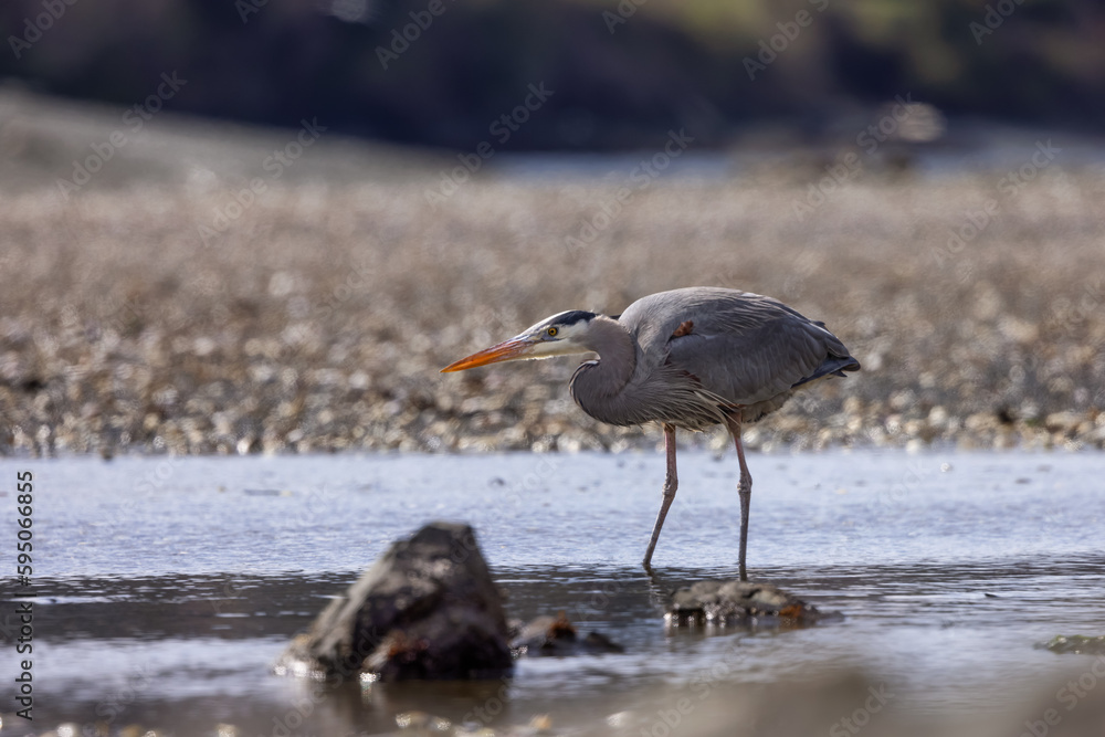 Heron standing in water fishing for food. Pipers Lagoon Park, Nanaimo, Vancouver Island, British Columbia, Canada. Heron standing in water fishing for food. Pipers Lagoon Park, Nanaimo, Vancouver Island, British Columbia, Canada.