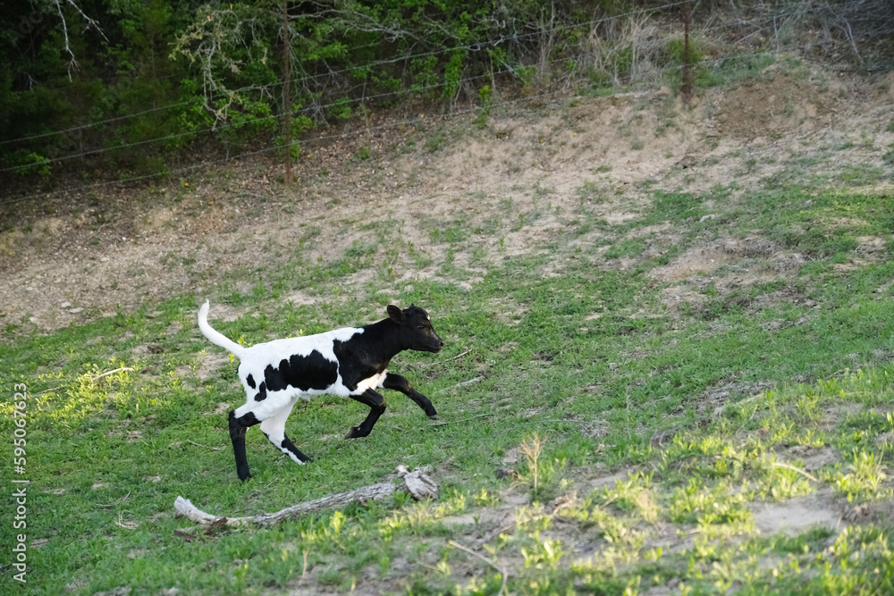 Energetic spotted calf running up hill in Texas farm field during spring season.