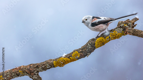 Raniuszek zwyczajny Aegithalos caudatus