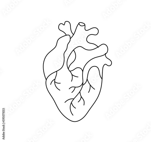 Vector isolated one single realistic human heart organ with veins and vessels colorless black and white contour line easy drawing