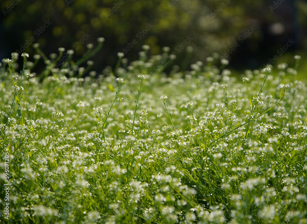 Focus on the grass on the back and blur the grass on the front for the background, Close-up on a green lawn, green grass texture background. A close-up shot focusing on the flowers of the grass.	
