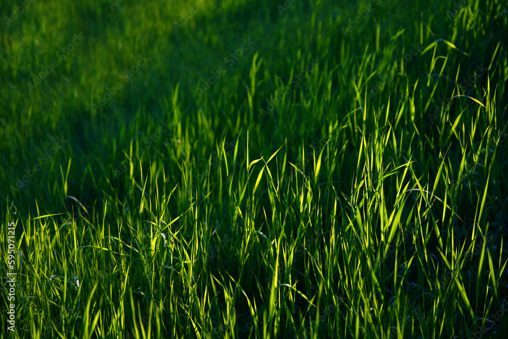 Obraz premium Focus on the grass on the back and blur the grass on the front for the background, Close-up on a green lawn, green grass texture background. A close-up shot focusing on the flowers of the grass.