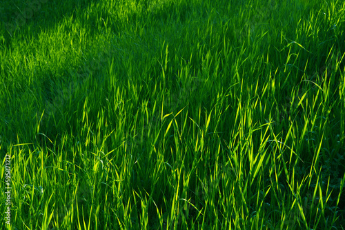 Focus on the grass on the back and blur the grass on the front for the background, Close-up on a green lawn, green grass texture background. A close-up shot focusing on the flowers of the grass.