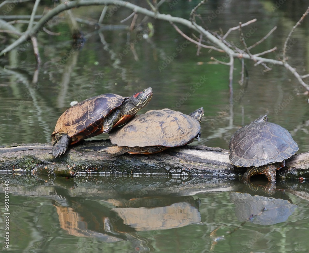 Fototapeta premium Ausgesetzte Wasserschildkröten im Alsterkanal
