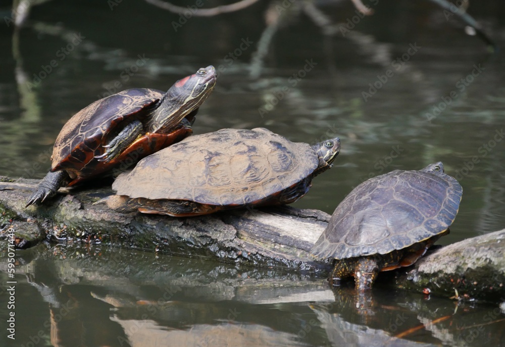 Fototapeta premium Ausgesetzte Wasserschildkröten im Alsterkanal