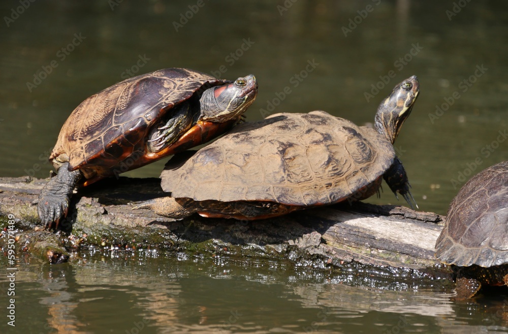 Ausgesetzte Wasserschildkröten im Hamburger Alsterkanal Ausgesetzte Wasserschildkröten im Hamburger Alsterkanal