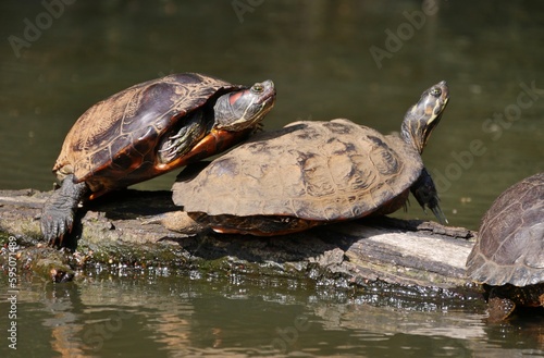 Ausgesetzte Wasserschildkröten im Hamburger Alsterkanal