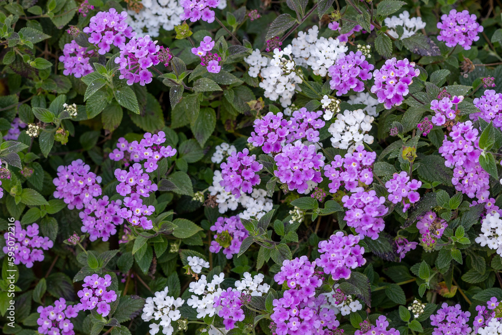 Fototapeta premium Purple Lantana Camara flower