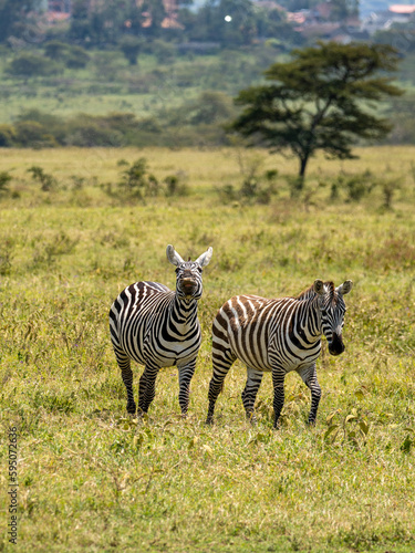 Zebras in Lake Nakuru, Kenya