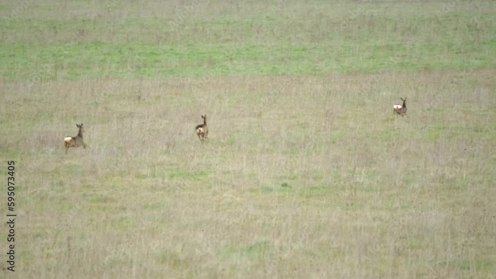 Herd of wild Roe Deers (Capreolus capreolus) running through grass meadows