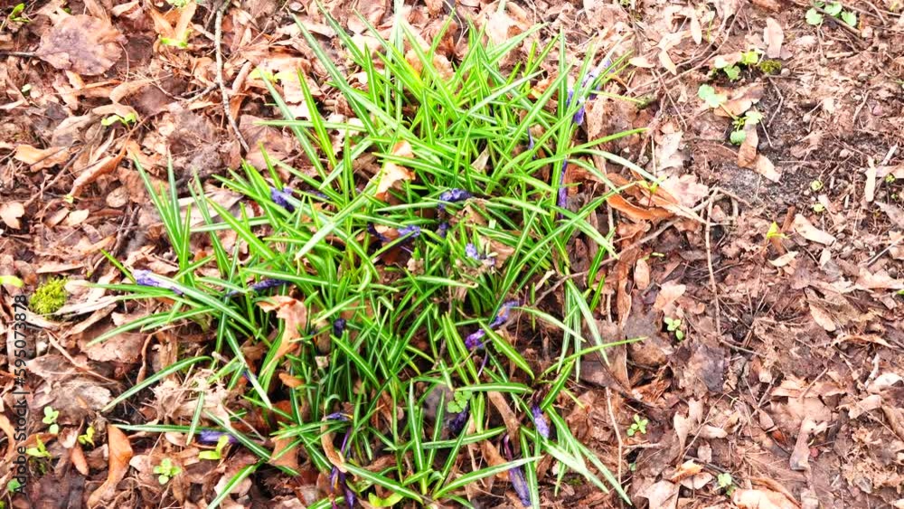 Green plant growing in the middle of autumn dry leaves on the ground Green plant growing in the middle of autumn dry leaves on the ground