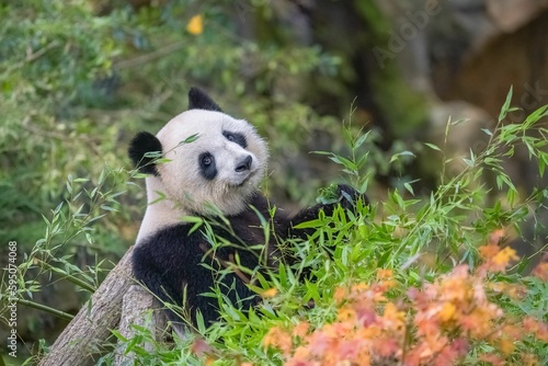 Fototapeta Naklejka Na Ścianę i Meble -  A giant panda eating bamboo